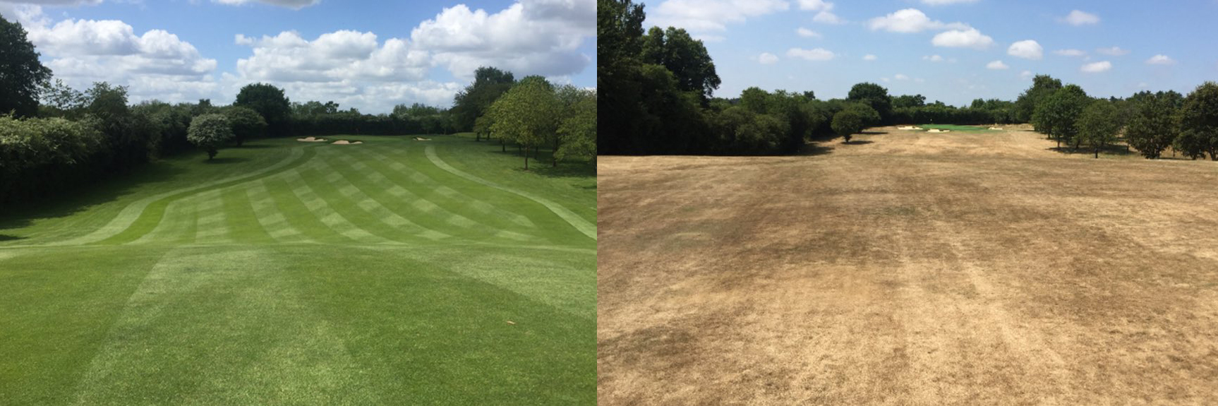 golf-pelouse-green-secheresse