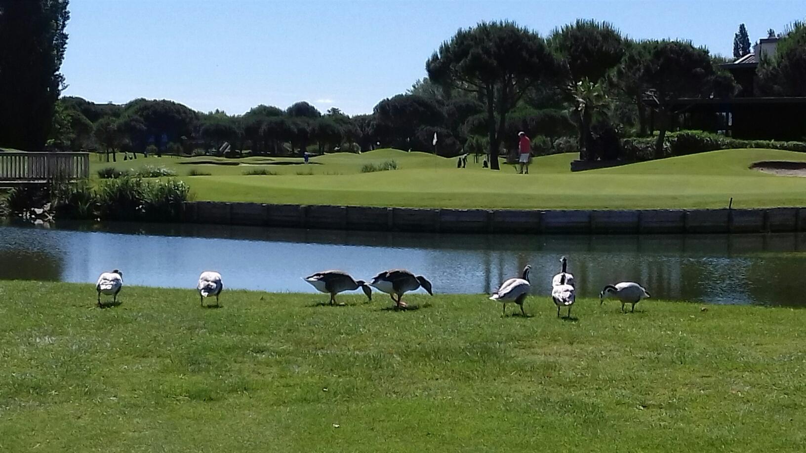 golf-de-la-grande-motte