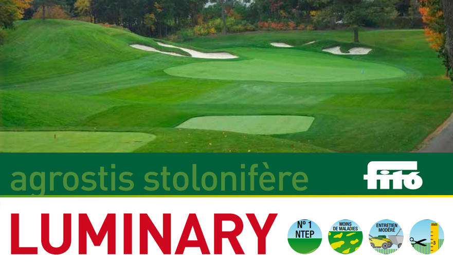 agrostis-stolonifère-golf-gazon-green-luminary-fito
