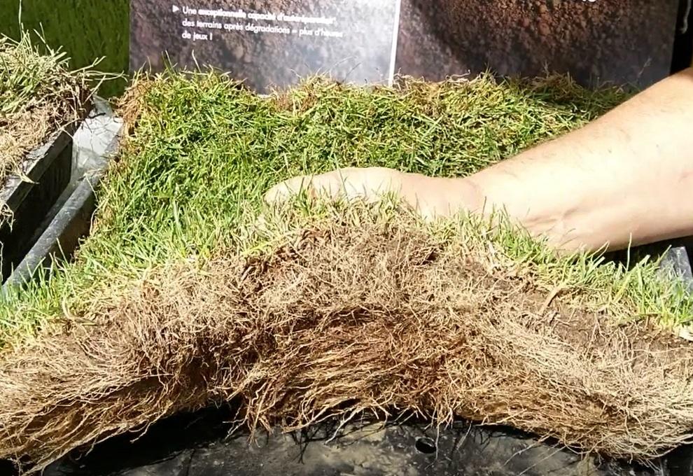 Barenbrug_RPR.jpg Barenbrug_RPR.jpg