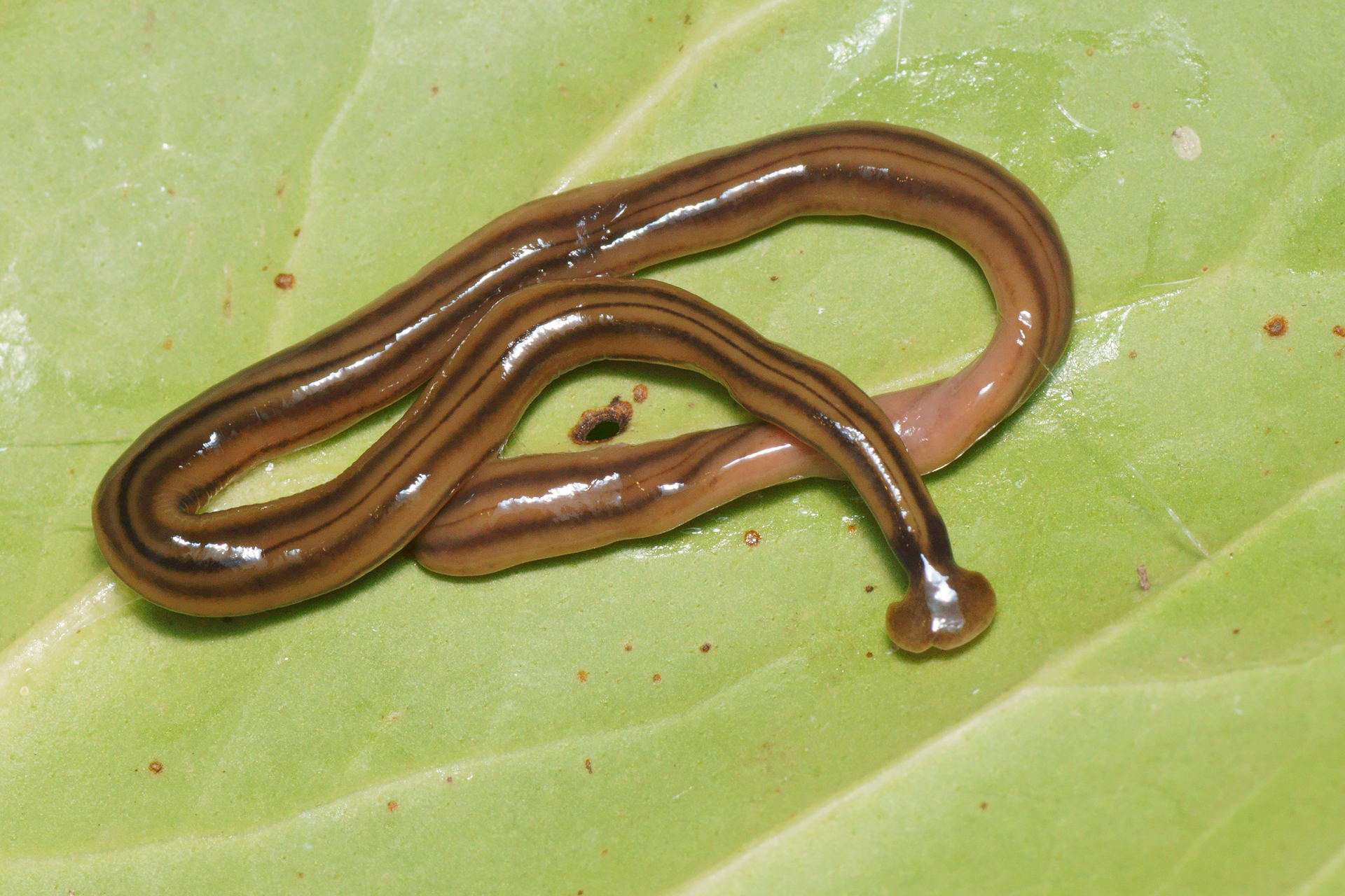 bipalium-kewense-invasion-france bipalium-kewense-invasion-france
