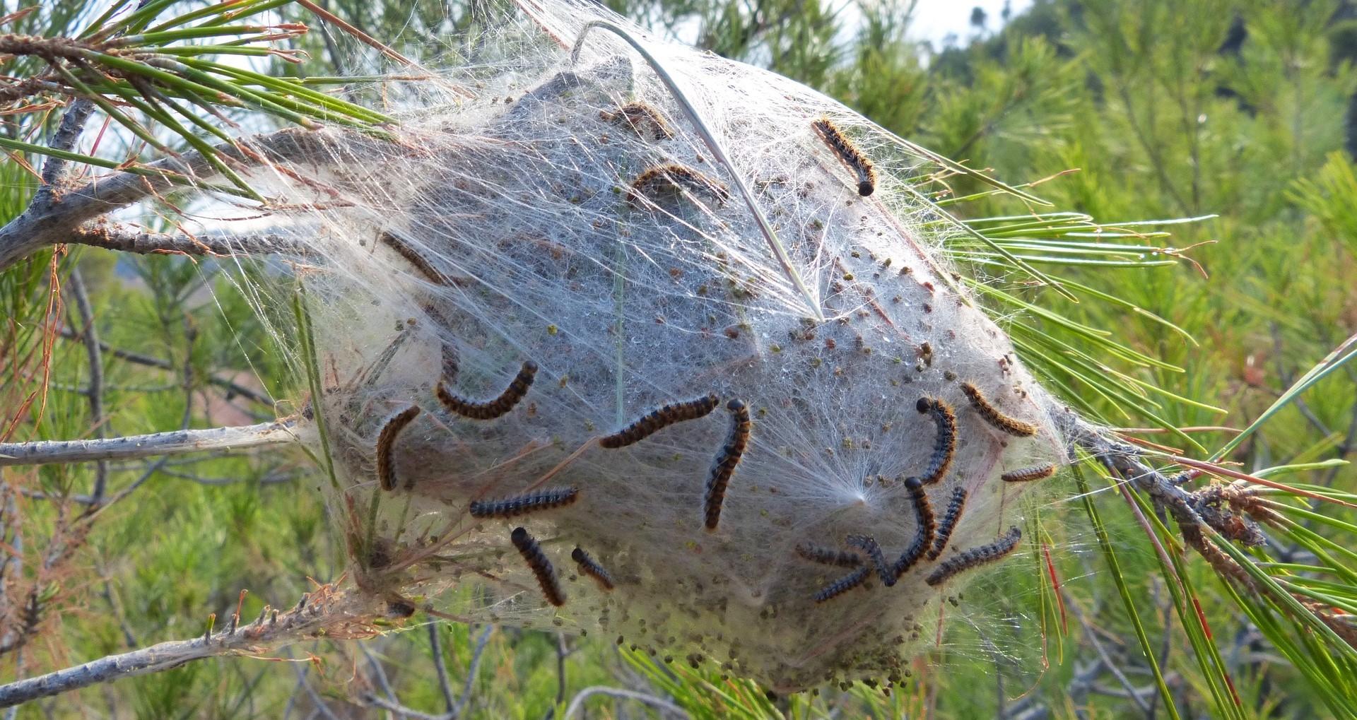 chenilles_processionnaires