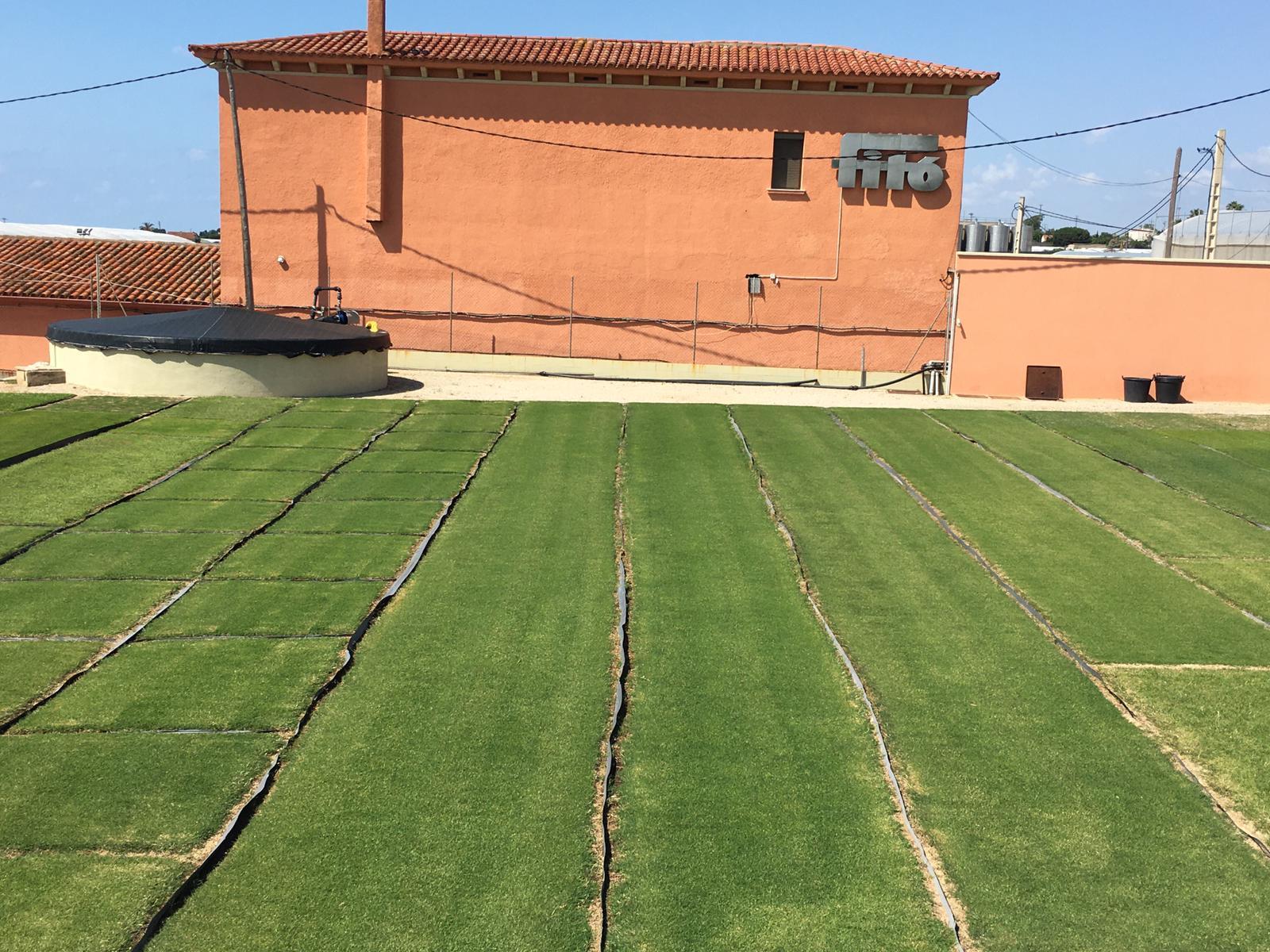 essais_fito_1_c4_juin_2020 essais_fito_1_c4_juin_2020