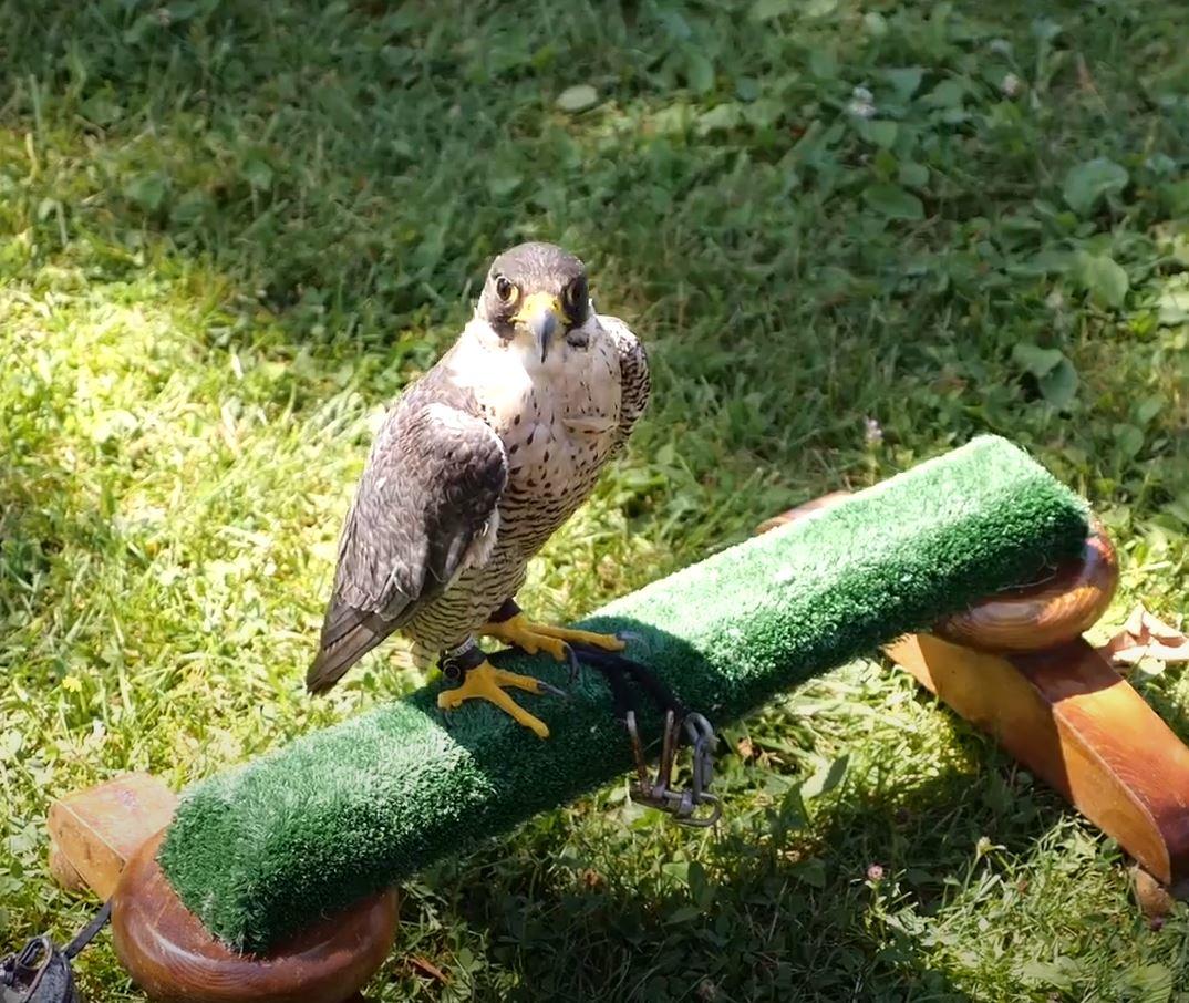 faucons-golf-club-aix-les-bains-riviera