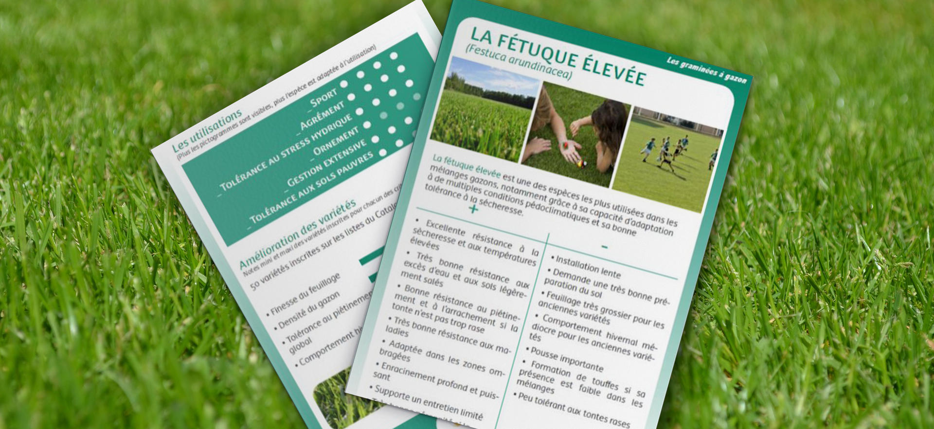 gazon-fétuque-élevée gazon-fétuque-élevée