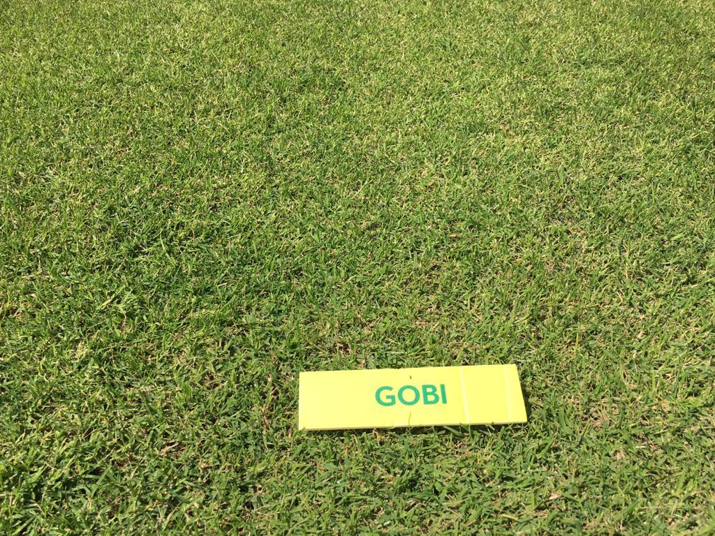 gobi_juin_20 gobi_juin_20