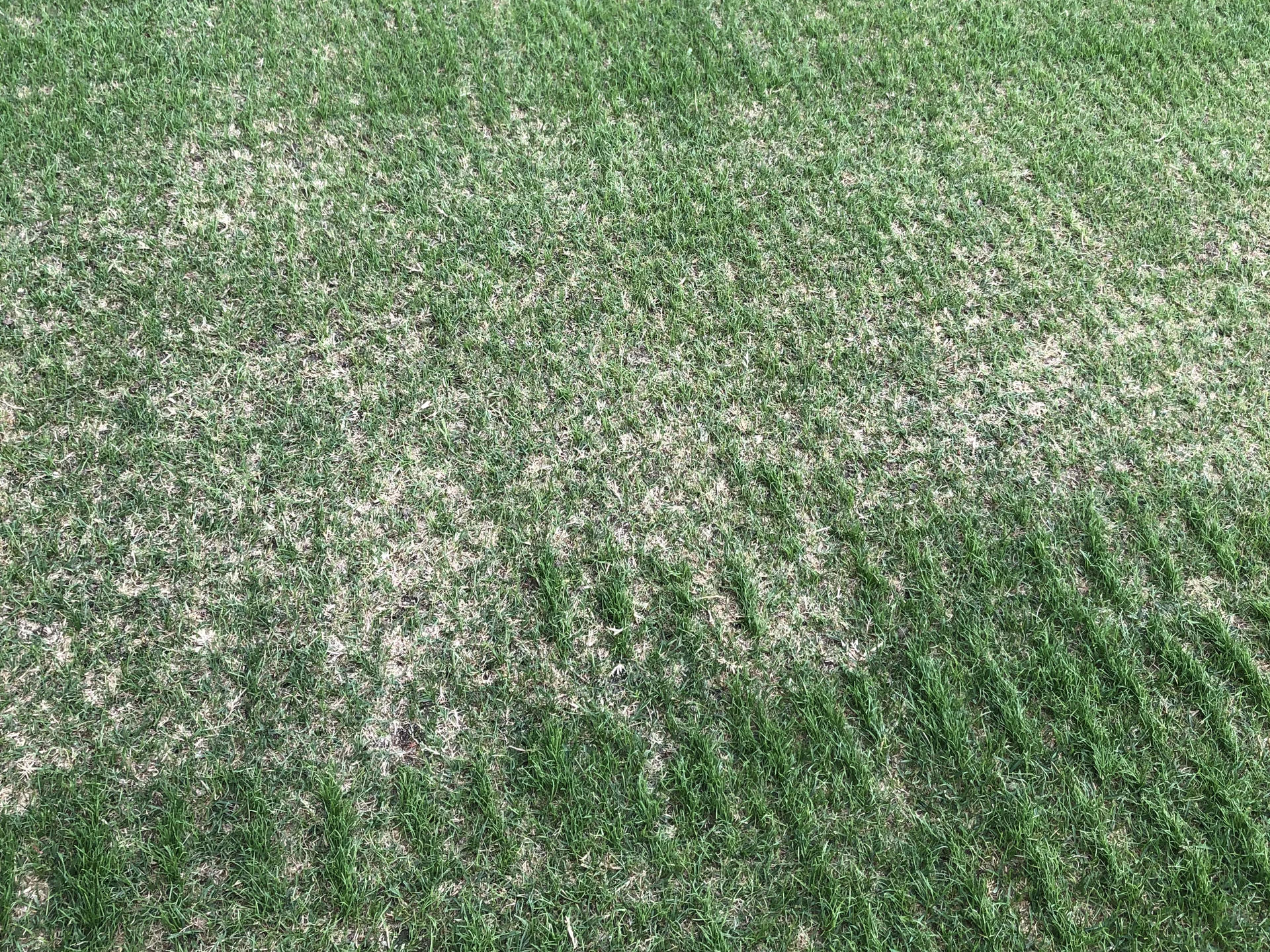 AS-MONACO-GAZON-PELOUSE-STADE-LOUIS-II AS-MONACO-GAZON-PELOUSE-STADE-LOUIS-II