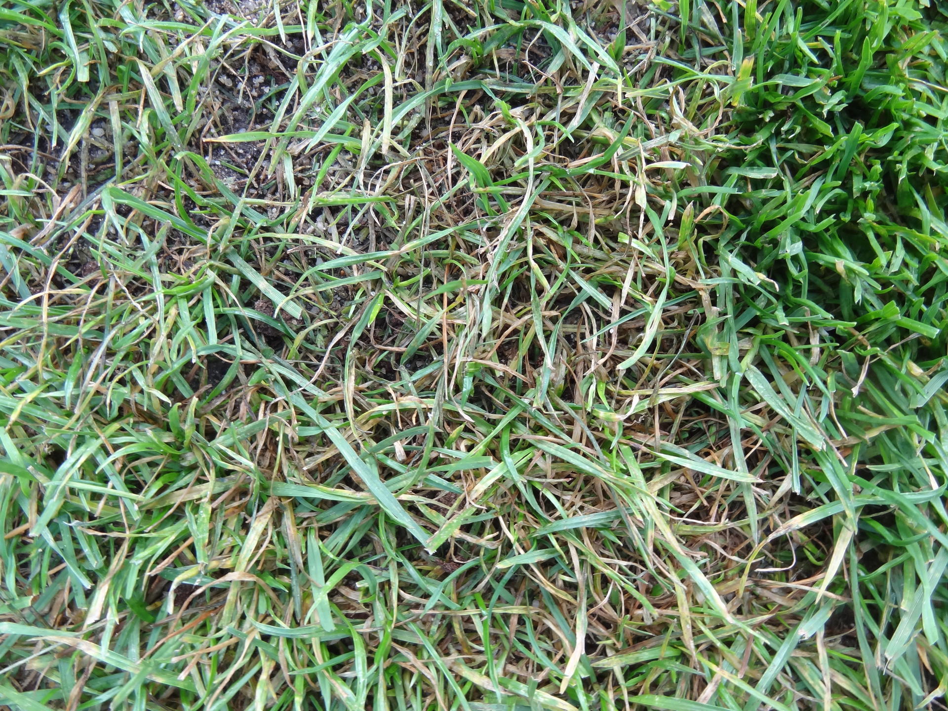 pyriculariose-gazon-football-champignon-maladie