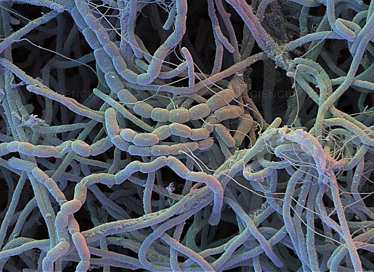 streptomyces