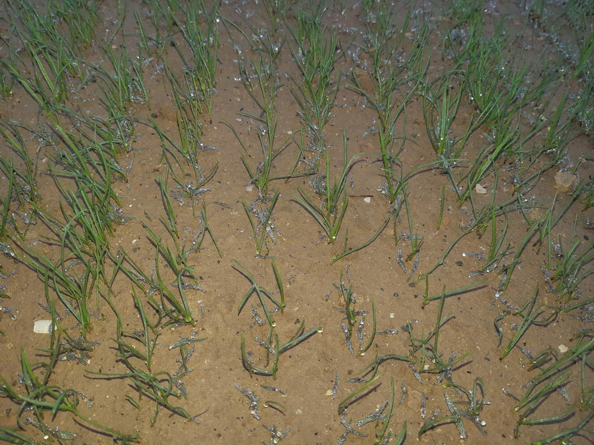 simon-valmy-travaux-golf-bastide-de-la-salette simon-valmy-travaux-golf-bastide-de-la-salette