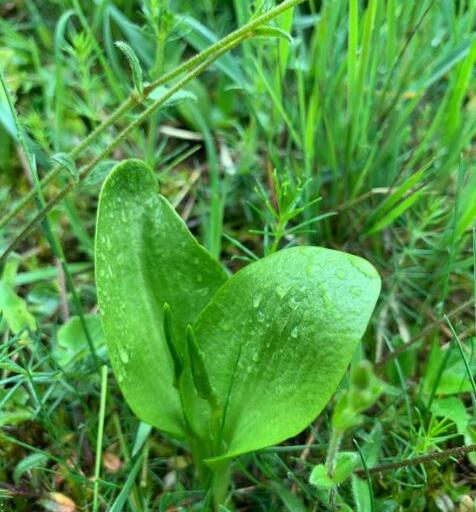 biodiversité