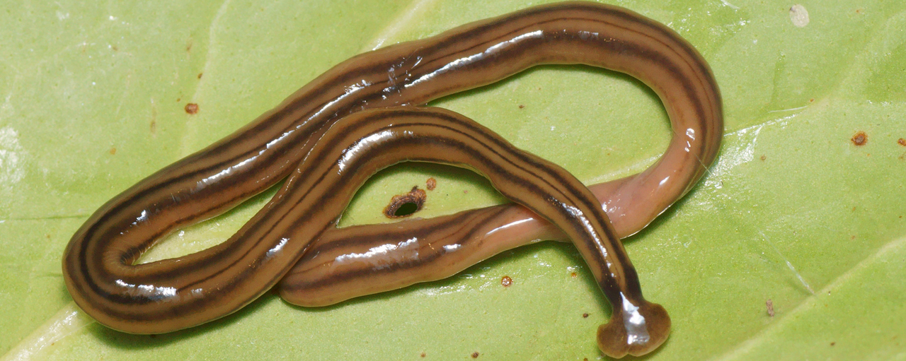 bipalium-kewense-invasion-france
