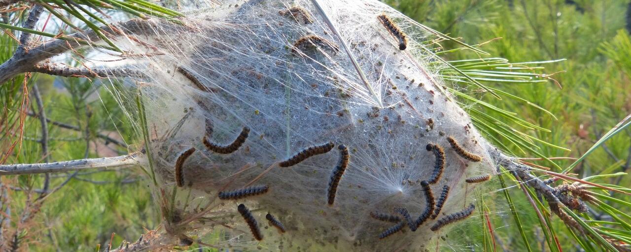 chenilles_processionnaires
