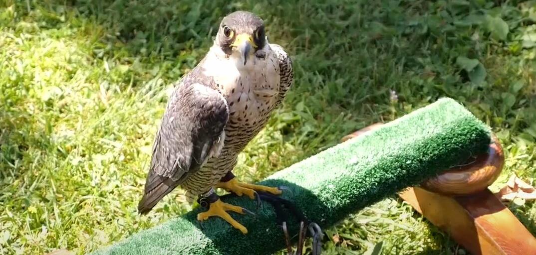 faucons-golf-club-aix-les-bains-riviera faucons-golf-club-aix-les-bains-riviera