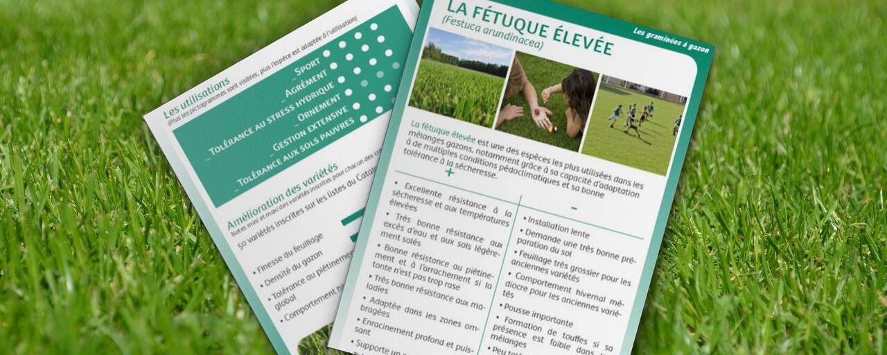gazon-fétuque-élevée gazon-fétuque-élevée