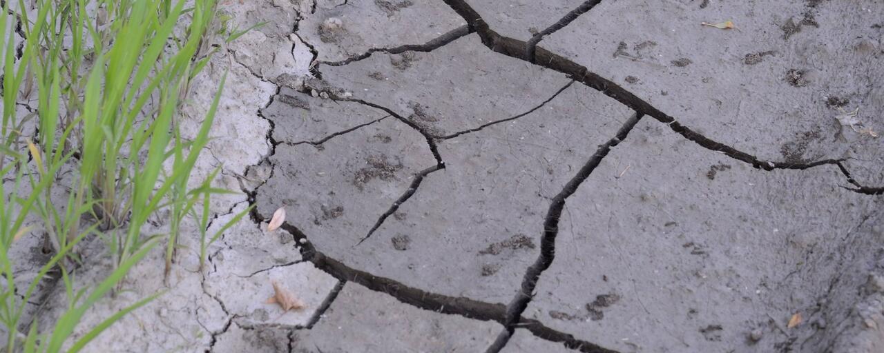 gazon-irrigation-restriction-secheresse