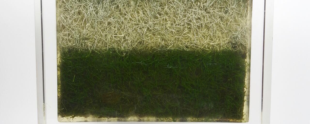 gazon-pelouse-stade-de-france-coupe-du-monde-1998-football gazon-pelouse-stade-de-france-coupe-du-monde-1998-football