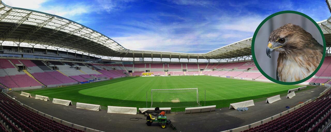 gazon-stade-geneve-faucon