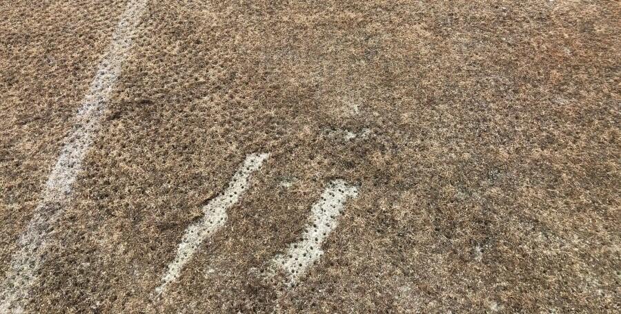 pelouse-FC-Lorient-ligue-2