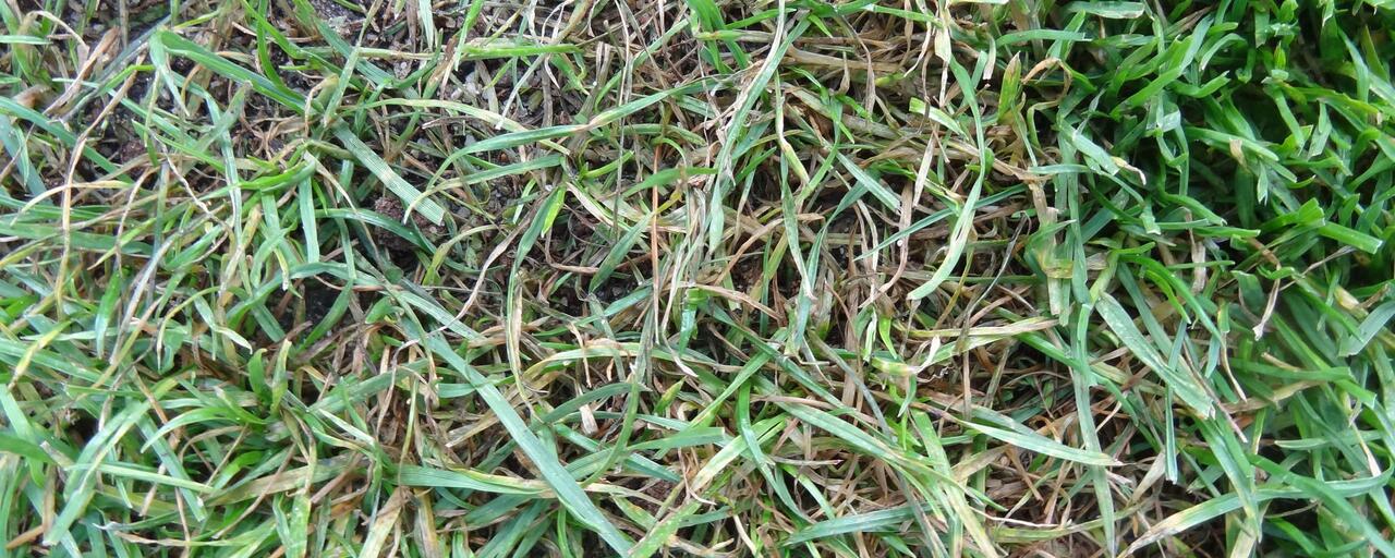 pyriculariose-gazon-football-champignon-maladie pyriculariose-gazon-football-champignon-maladie