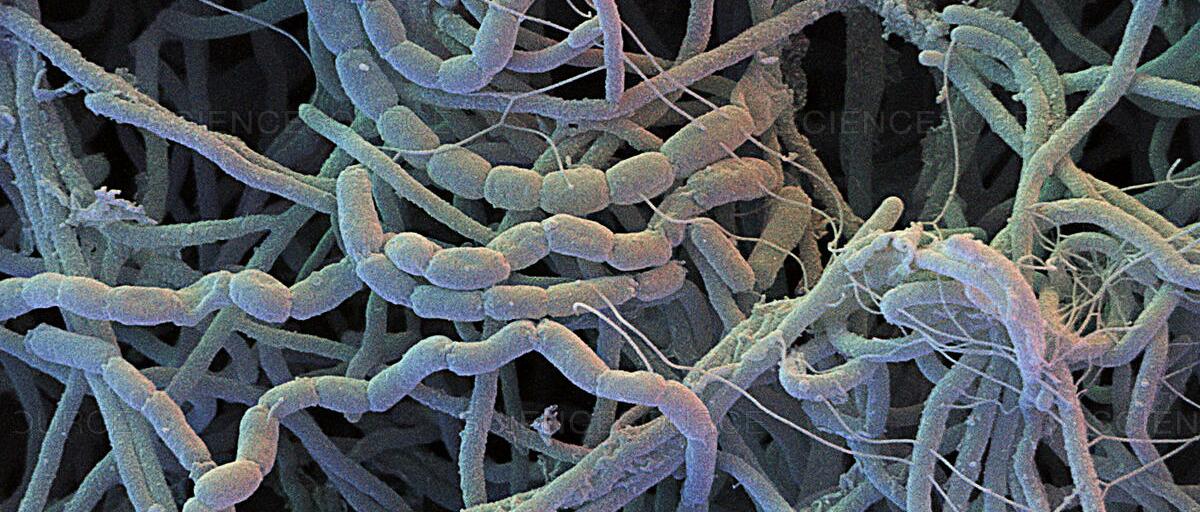 streptomyces streptomyces