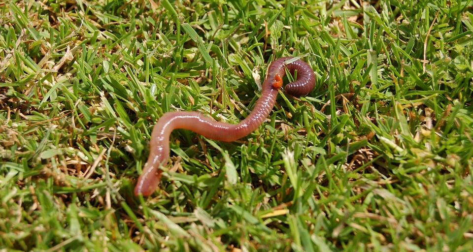 vers-de-terre-golf-football-rugby-turricules-tortillons